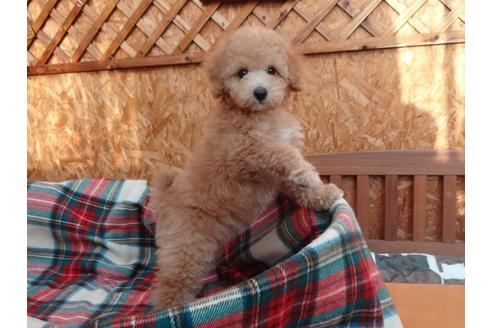 成約済の宮城県のトイプードル-129435の7枚目